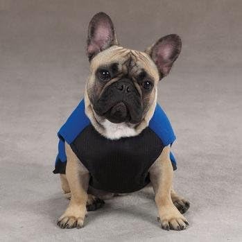 羊毛狗背心带rip Stop 胸膛蓝色小号 亚马逊中国 宠物用品