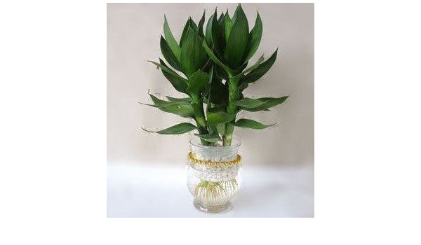 富贵竹开运竹盆栽 观音竹 节节高升10元1棵 雅卉 价格报价图片 亚马逊中国