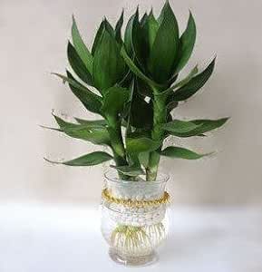 富贵竹开运竹盆栽 观音竹 节节高升10元1棵 雅卉 价格报价图片 亚马逊中国