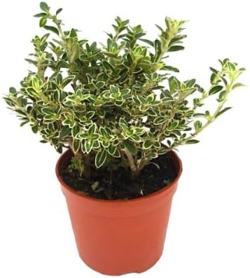 雨后花语室内盆栽六月雪银装素裹雅洁可爱 雨后花语 价格报价图片 亚马逊中国