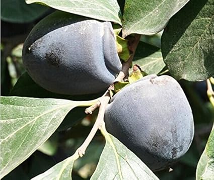 雅卉庭院种植果树苗水晶柿子苗柿子树柿子嫁接柿子树苗南北方种 黑柿 4年苗 雅卉 价格报价图片