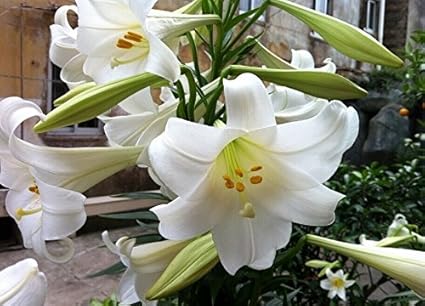 香秀出售进口西伯利亚百合花盆栽香水百合百合花种球百合花百合花苗百合花盆栽绿植盆栽当年开花 白凯旋 价格报价图片