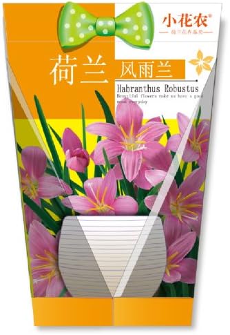 开心农场阳台种菜园艺专家一站购齐正品小花农礼品礼物秋植产品系列荷兰经典花卉a系列b系列 风雨兰 荷兰经典花卉 A 家居 亚马逊中国