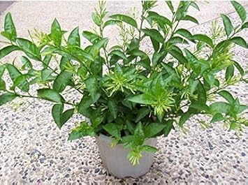 金枝恋夜来香花苗夜香树苗盆景室内夜来香盆栽夜来香夜来香苗盆栽夜来香苗驱除蚊虫净化空气 夜来香 金枝恋 价格报价图片