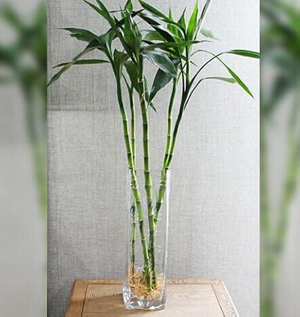 雅卉水培植物竹子大叶富贵竹转运竹开运竹净化空气弯竹直竹观音竹 大叶竹1棵 雅卉 价格报价图片