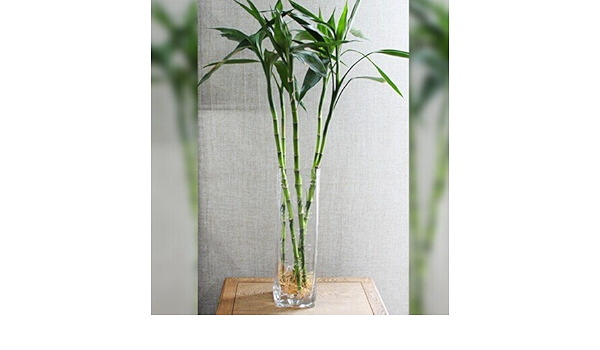 雅卉水培植物竹子大叶富贵竹转运竹开运竹净化空气弯竹直竹观音竹 大叶竹1棵 雅卉 价格报价图片