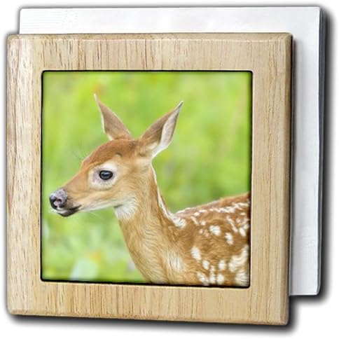 3drose nh_231038_1"美国明尼苏达州. 白色尾巴鹿爪的特写.