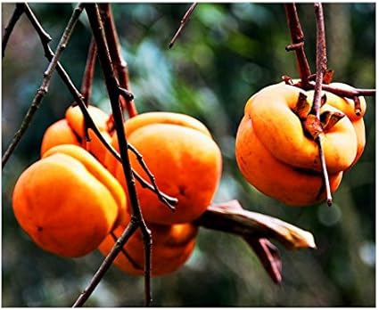 御春阁柿子树苗柿树苗磨盘柿子柿子苗苗庭院阳台盆栽南北方种植果树苗柿子树 磨盘柿 6年苗 御春阁 价格报价图片