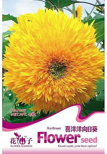 雨后花语 花仙子种子系列 观花类 喜洋洋向日葵