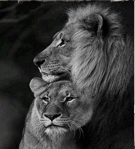 深灰色狮子淋浴 curtian big cat forest king wildlife 涤纶面料防水