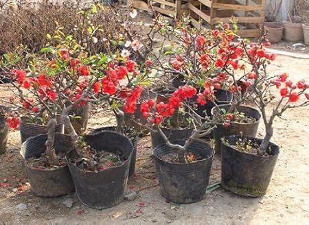 雅卉海棠花盆栽苗贴梗海棠日本海棠花苗四季秋海棠有氧盆栽红绿双色 雅卉 价格报价图片 亚马逊中国