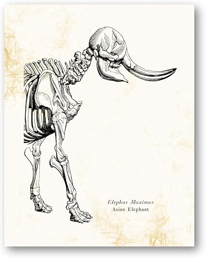 Elephas Maximus 亚洲大象动物骨架复古绘画 客厅 办公室 卧室装饰 小屋艺术品 27 94 X 35 56 无框印刷品 送给大象 爱好者 动物学家 生物学家的 礼物 亚马逊中国 家居