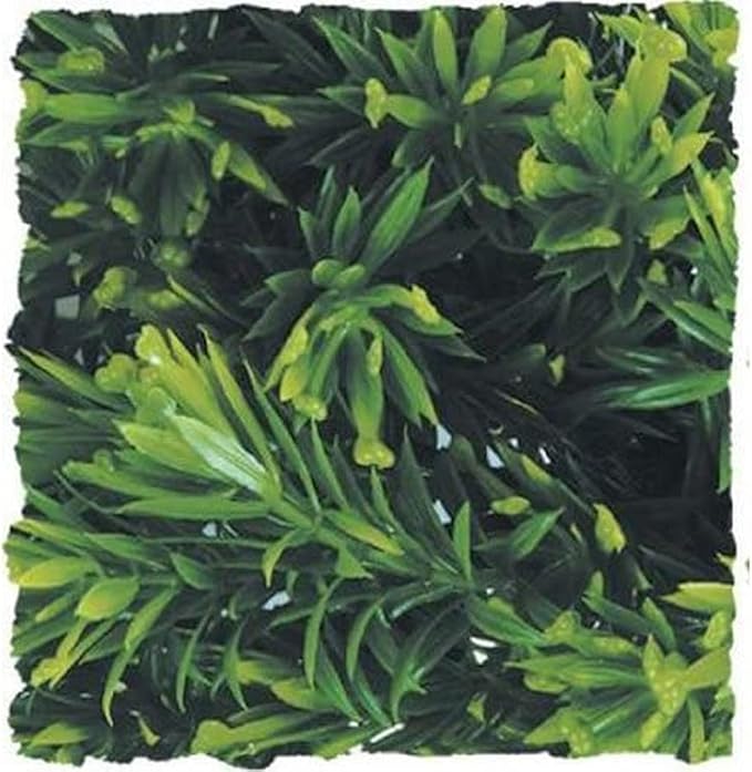 zoomed耐高温生态装饰草婆罗星大