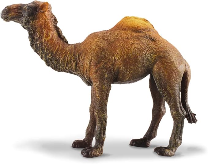 collecta collecta dromedary camel