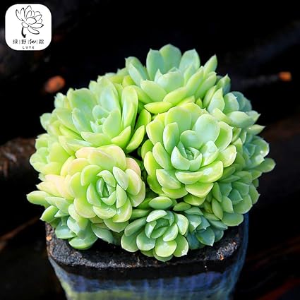 白月影大群生多肉植物办公创意花卉防辐射多肉组合盆栽6cm 白月影大群生限2 云南直发不含盆 价格报价图片