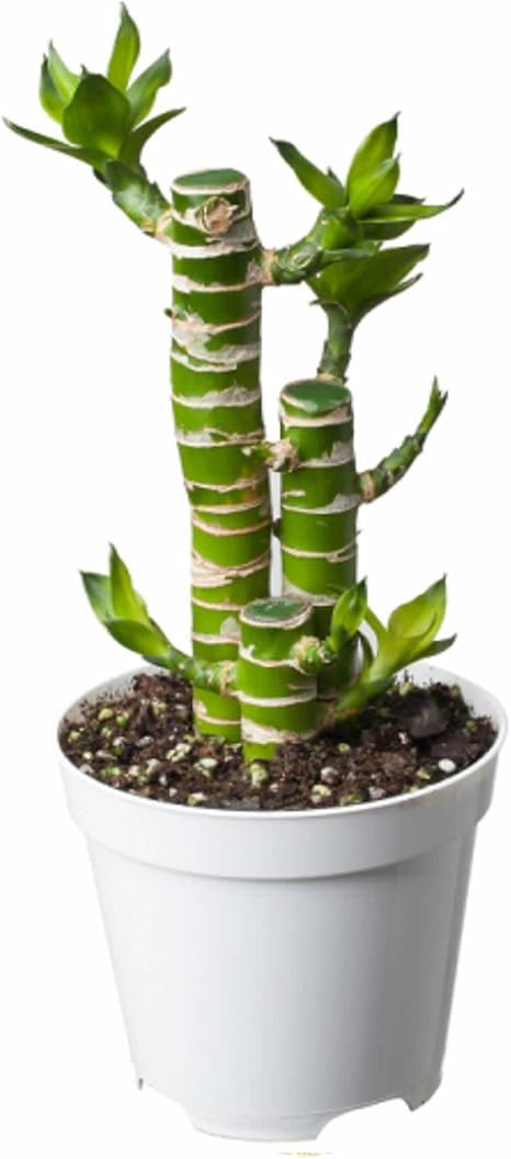 虹越花彩莲花竹塔观音竹节节高富贵竹创意绿植竹报平安高28cm 虹越 价格报价图片 亚马逊中国