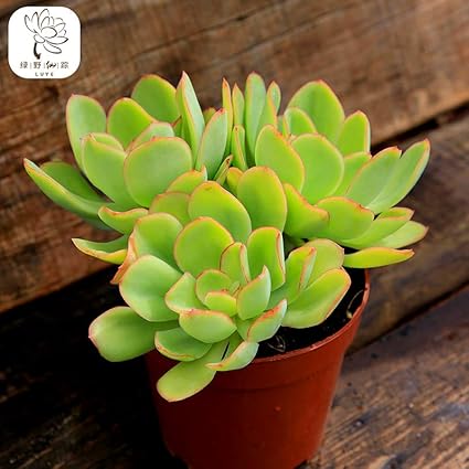 花之鹤巨型老桩多肉植物办公创意花卉防辐射多肉盆栽乔伊花之鹤巨型老桩12 15cm 不含盆 价格报价图片