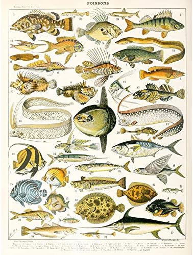 millot encyclopedia page variety sea fish art prin