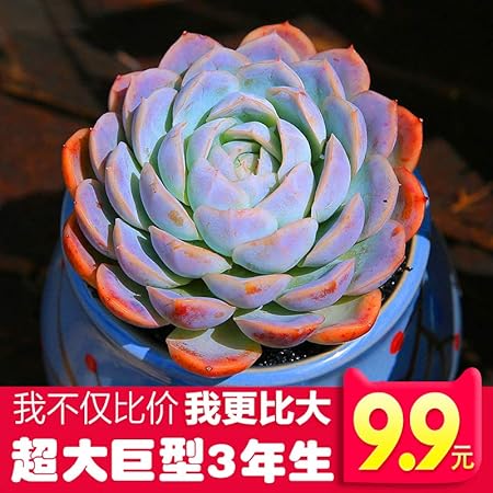 肉肉花卉套餐多肉植物巨型稀有多肉组合桌面花卉巨型墨西哥雪球9 11cm 不含盆 亚马逊中国