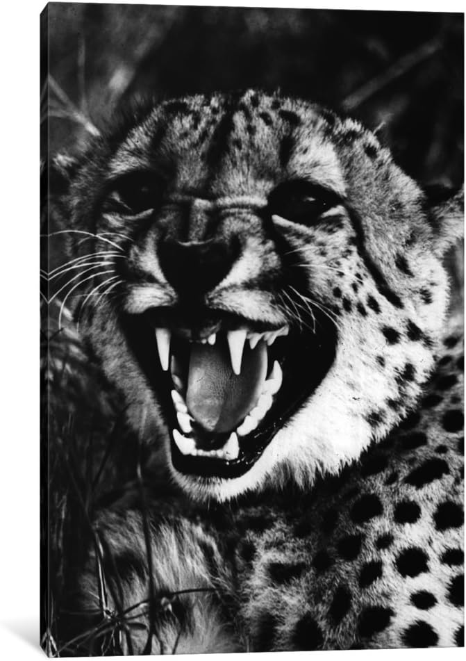 icanvasart 1 件猎豹展示牙齿帆布印刷品,66.04 厘米 x 45.72 厘米/1.