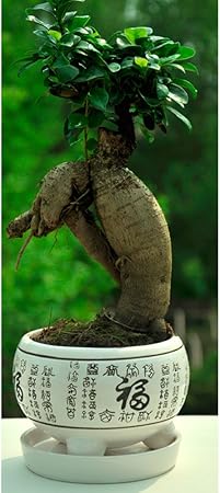 气根榕树盆栽人参榕树绿植物美观趣味盆栽观茎植物造型独特美观福字 白 陶瓷 欧之私语 价格报价图片 亚马逊中国