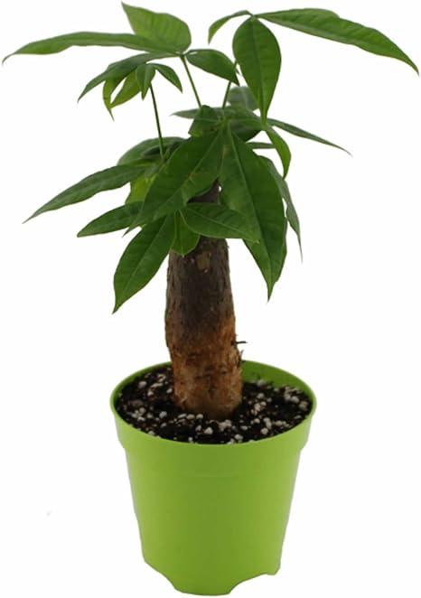 虹越花彩发财树招财纳福室内有氧绿植盆栽发财兴旺植物风水植物高28cm 虹越 价格报价图片 亚马逊中国