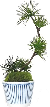 盆栽室内绿人工观叶植物松 云龙a Prgr 0626 Prima 价格报价图片