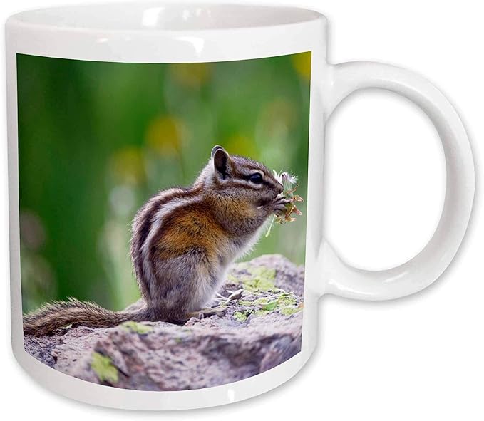 3drose *少花栗鼠野生动物,科罗拉多州圣胡安山脉