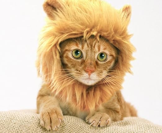 prymal 狮子 mane 猫咪服装.