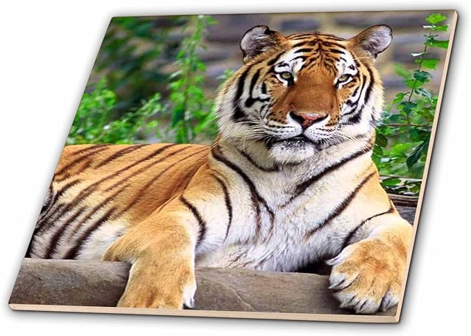 ct 3132老虎 – siberian tiger – 瓷砖