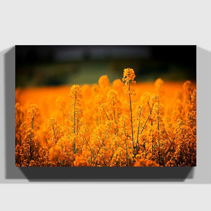 arty pie "flower orange oilsee rape blossom"