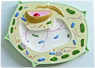 parco scientific pb00140 dicotyledon 植物*模型