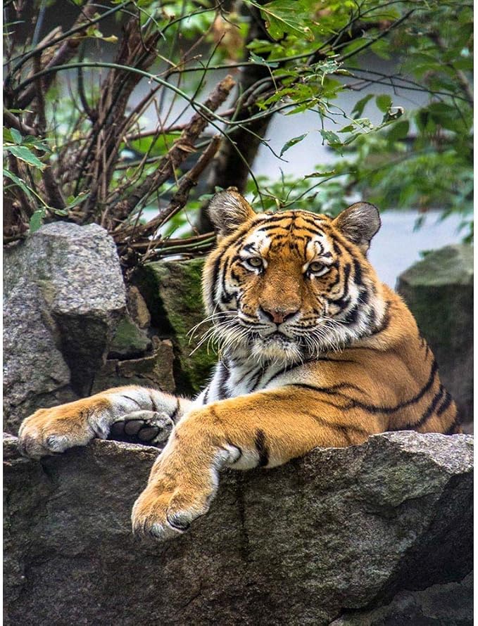 bumblebeaver 摄影动物园大型 cat 老虎条纹酷自然动物海报印花