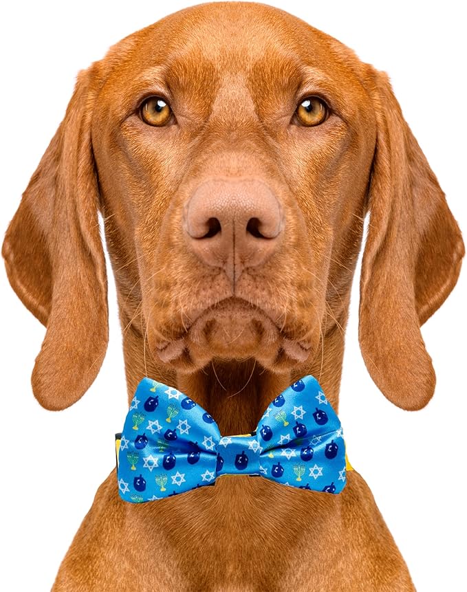 cutie ties 蓝色光明节狗蝴蝶结 豪华品质 5.08 厘米 x 10.