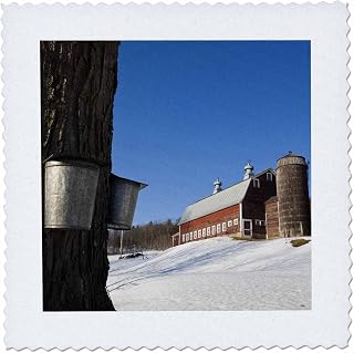3drose sap buckets, maple trees, pomfret, vermont-us46 jmo0207