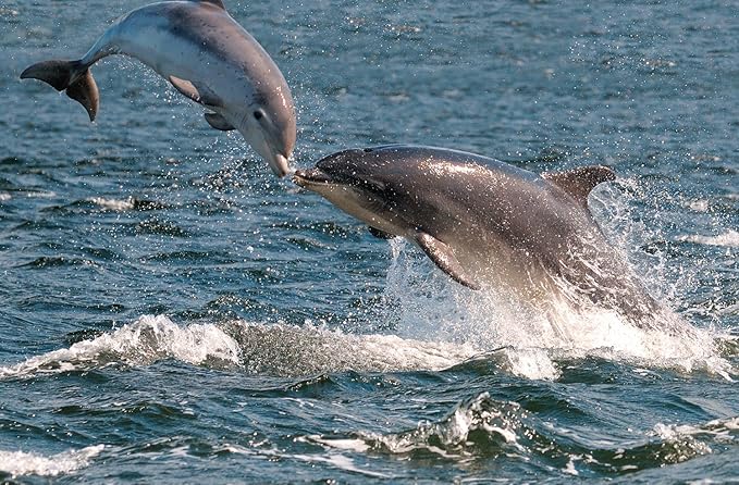 jp伦敦壁画海豚亲吻旧金山湾海浪3宽x2英尺高spmur2141完全可拆卸即剥