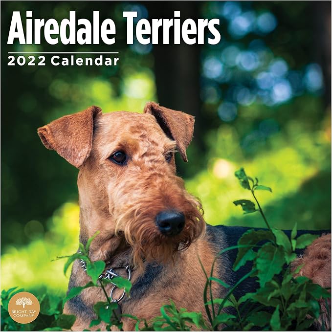 2022 airedale terriers 挂历,bright day, 30.48 x 30.