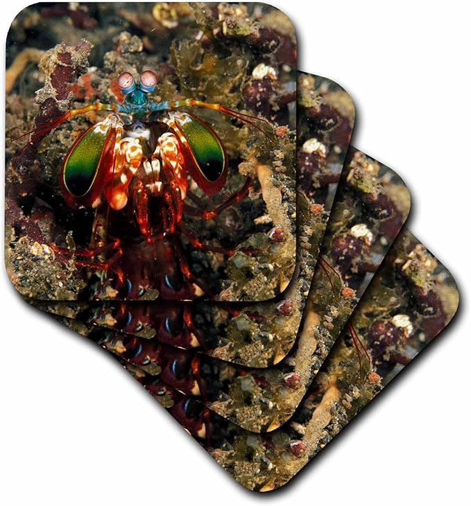 danitadelimont02–02crustaceans02–02印度尼西亚mantis虾