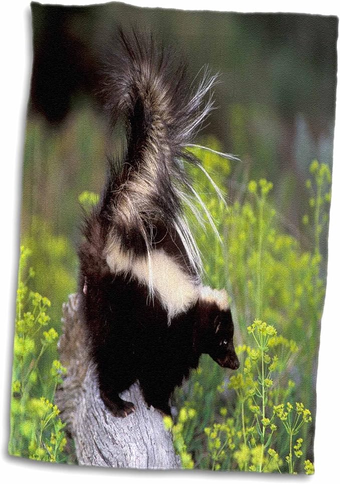 3drose danita delimont – 野生动物 – 北美美国 montana 臭鼬公益