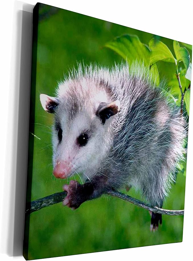 3drose 野生动物 - opossum - 博物馆级帆布包装