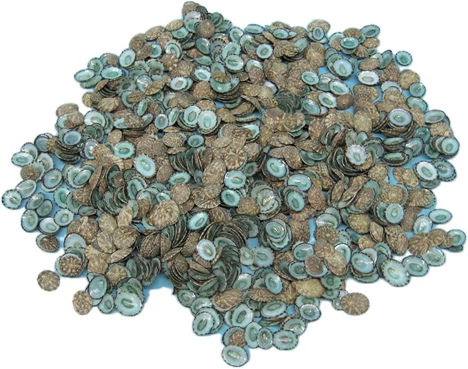 green limpet shells - 一磅袋 (1171-lb) f6