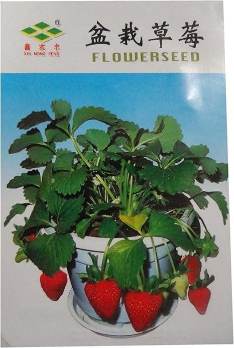 锦萱盆栽草莓种子别称 洋莓 地莓 地果 红莓 士多