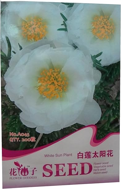 锦萱花仙子系列白莲太阳花种子家庭种植实用装庭院别墅阳台室内盆栽花卉种子庭院花种子瓜果蔬菜种子 锦萱 价格报价图片
