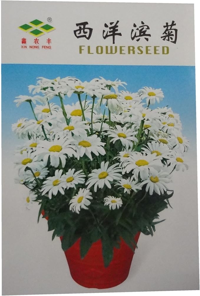 锦萱西洋滨菊种子别名 大滨菊家庭种植实用装阳台室内盆栽花卉种子庭院花种子 锦萱 价格报价图片 亚马逊中国