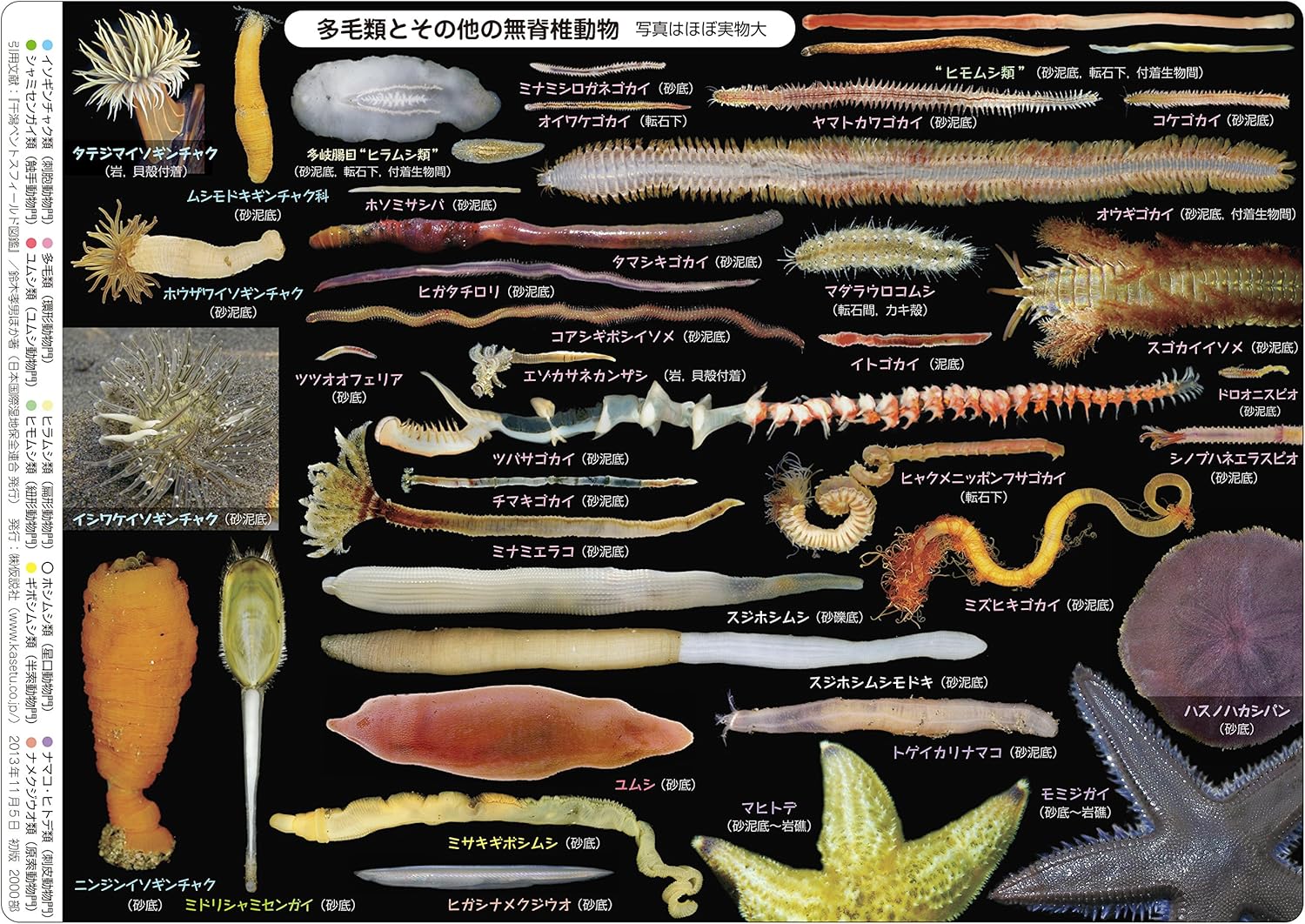実物大干潟生物図鑑 干潟ベントスしたじきvol 4 多毛類 その他の動物編 玩具 亚马逊中国
